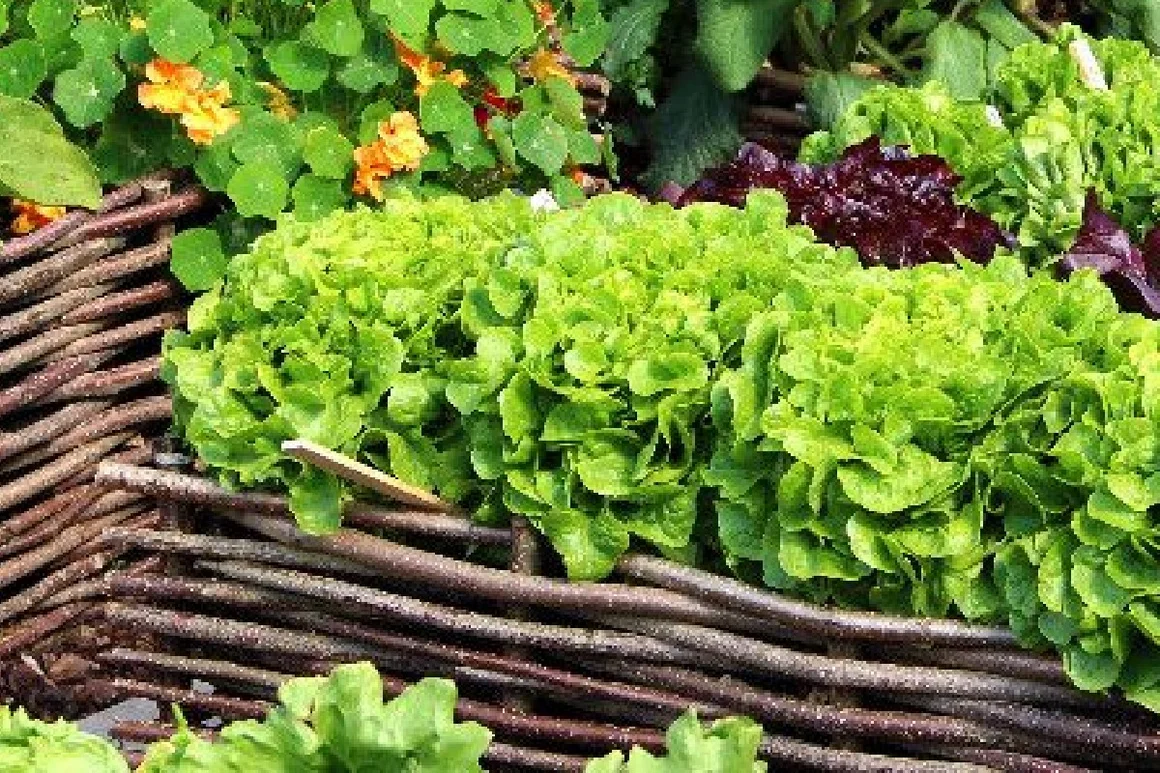 Verschiedene Salatsorten im Beet